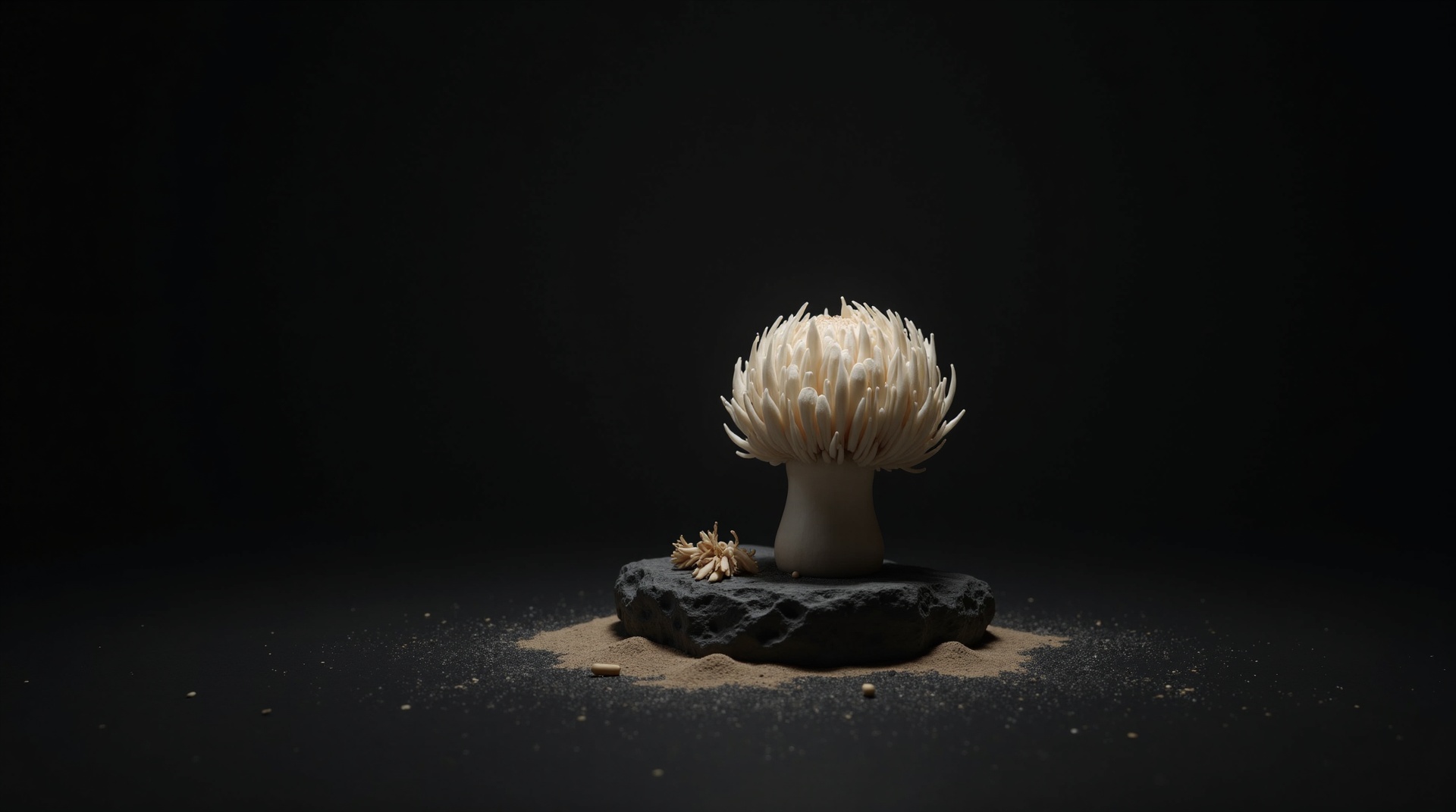 A white lion's mane mushroom on a dark stone, representing lion's mane nootropic supplement formulation.
